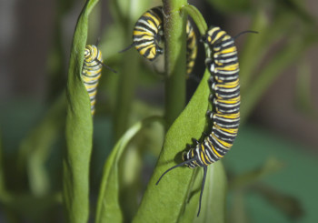 Caterpillar