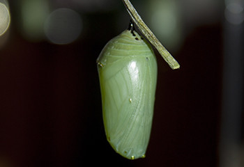 Chrysalis